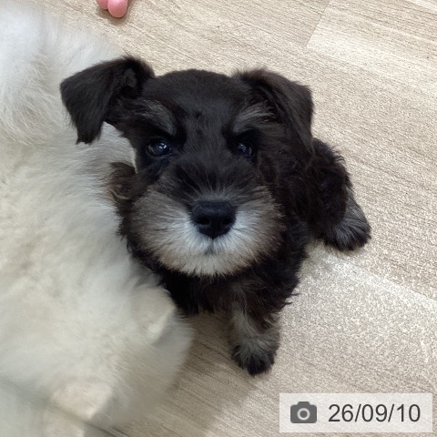 宮城県のミニチュアシュナウザー (ペットプラス 名取店/2026年7月7日生まれ/男の子/ブラックシルバー)の子犬の3枚目の画像