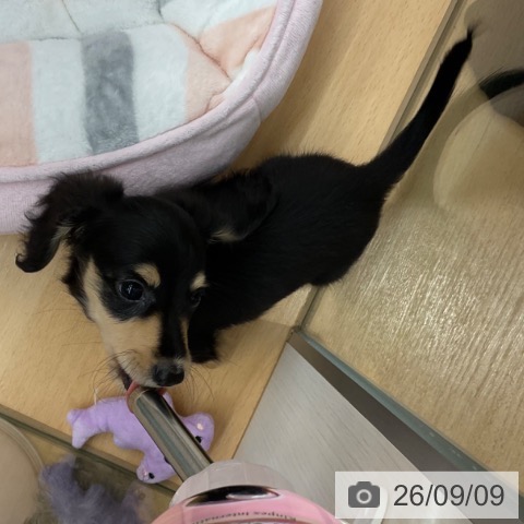 ミニチュア・ダックスフンドの写真