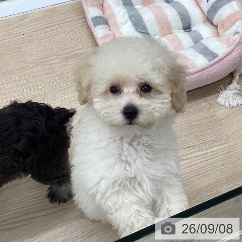 埼玉県のトイプードル(トイ) (ペットプラス 八潮店/2026年7月2日生まれ/男の子/ホワイト)の子犬の3枚目の画像