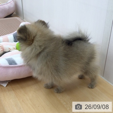 ポメラニアンの写真