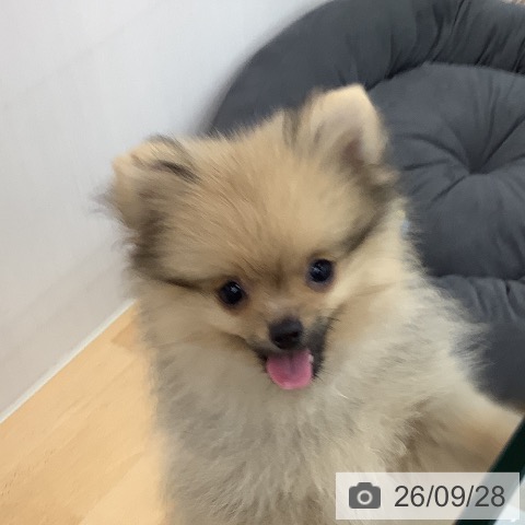 青森県のポメラニアン (ペットプラス 青森浜田店/2026年7月2日生まれ/男の子/オレンジ)の子犬の3枚目の画像