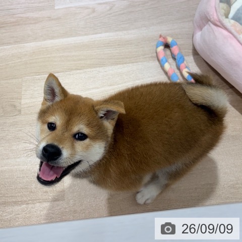 長野県の柴犬(標準サイズ) (ペットプラス 長野店/2026年6月30日生まれ/男の子/赤)の子犬の3枚目の画像