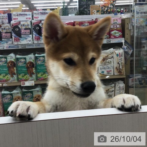 長野県の柴犬(標準サイズ) (ペットプラス 長野店/2026年6月30日生まれ/男の子/赤)の子犬の3枚目の画像