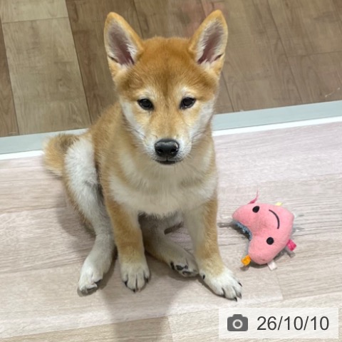 長野県の柴犬(標準サイズ) (ペットプラス 長野店/2026年6月30日生まれ/男の子/赤)の子犬の3枚目の画像
