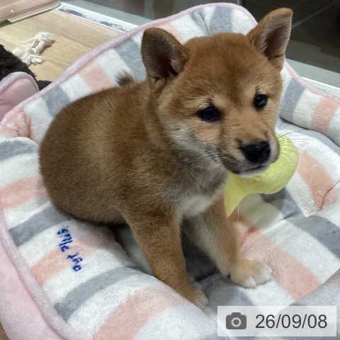 茨城県の柴犬(標準サイズ) (ペットプラス つくば店/2026年7月9日生まれ/女の子/赤)の子犬の4枚目の画像