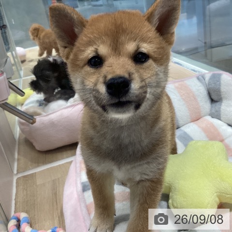 茨城県の柴犬(標準サイズ) (ペットプラス つくば店/2026年7月9日生まれ/女の子/赤)の子犬の3枚目の画像