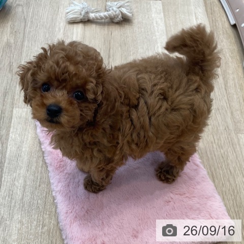 神奈川県のトイプードル(トイ) (ペットプラス テラスモール湘南店/2026年7月8日生まれ/男の子/アプリコット)の子犬の3枚目の画像