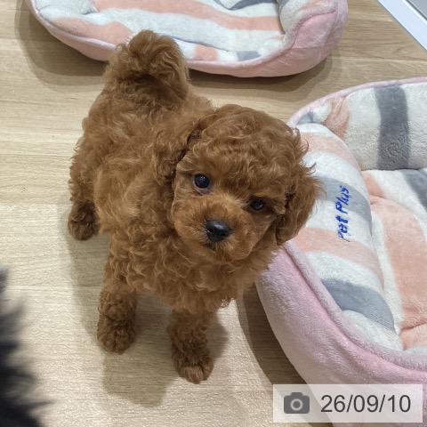 宮城県のトイプードル(トイ) (ペットプラス 名取店/2026年7月8日生まれ/男の子/アプリコット)の子犬の4枚目の画像