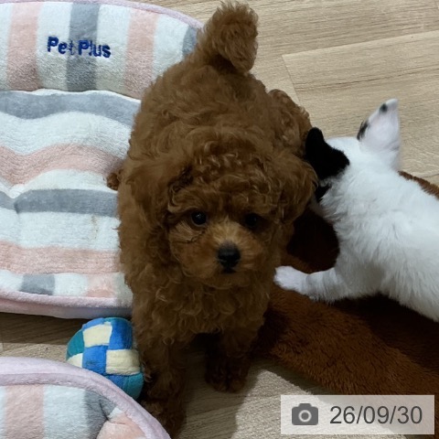 宮城県のトイプードル(トイ) (ペットプラス 名取店/2026年7月8日生まれ/男の子/アプリコット)の子犬の4枚目の画像