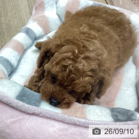 宮城県のトイプードル(トイ) (ペットプラス 名取店/2026年7月8日生まれ/男の子/アプリコット)の子犬の3枚目の画像