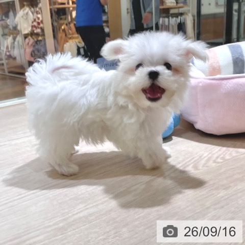 東京都のマルチーズ (ペットプラス 板橋店/2026年7月9日生まれ/男の子/ホワイト)の子犬の4枚目の画像