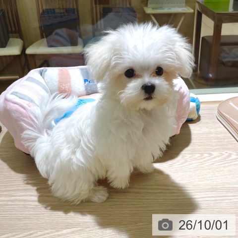 東京都のマルチーズ (ペットプラス 板橋店/2026年7月9日生まれ/男の子/ホワイト)の子犬の4枚目の画像