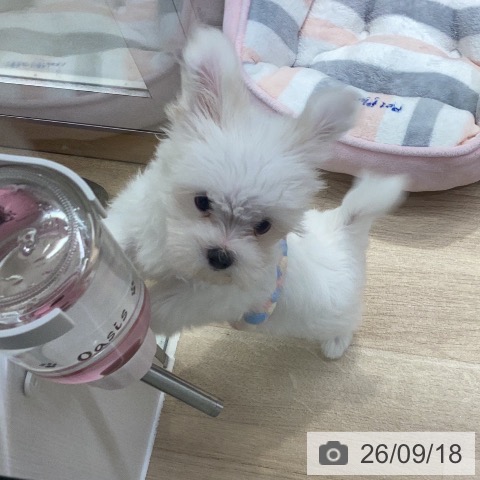 神奈川県のマルチーズ (ペットプラス 座間店/2026年7月9日生まれ/男の子/ホワイト)の子犬の4枚目の画像