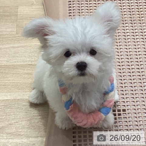 神奈川県のマルチーズ (ペットプラス 座間店/2026年7月9日生まれ/男の子/ホワイト)の子犬の3枚目の画像