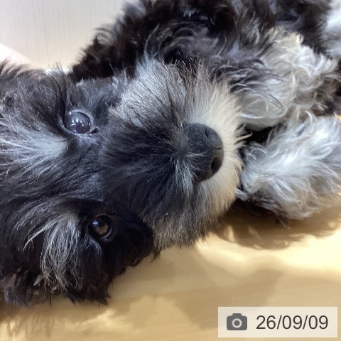 山梨県のミニチュアシュナウザー (ペットプラス 甲府昭和店/2026年7月9日生まれ/男の子/ブラックシルバー)の子犬の4枚目の画像
