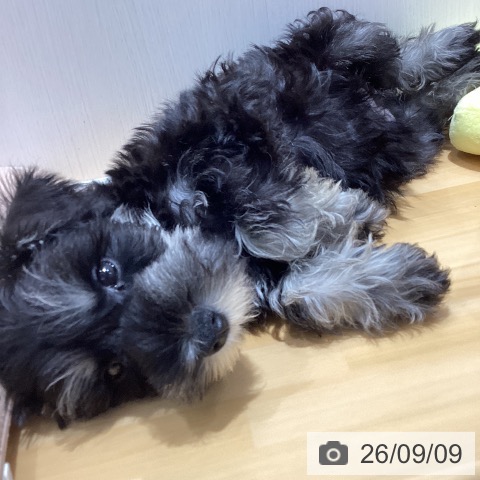 山梨県のミニチュアシュナウザー (ペットプラス 甲府昭和店/2026年7月9日生まれ/男の子/ブラックシルバー)の子犬の3枚目の画像