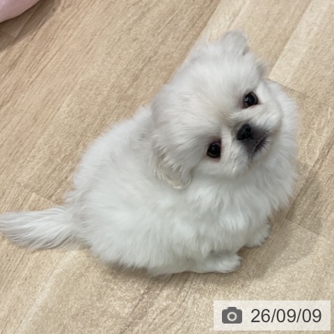 群馬県のペキニーズ (ペットプラス イオンモール太田店/2026年7月8日生まれ/女の子/ホワイト)の子犬の3枚目の画像