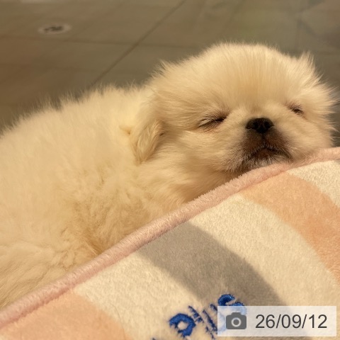 長野県のペキニーズ (ペットプラス 須坂店/2026年7月8日生まれ/女の子/ホワイト)の子犬の3枚目の画像