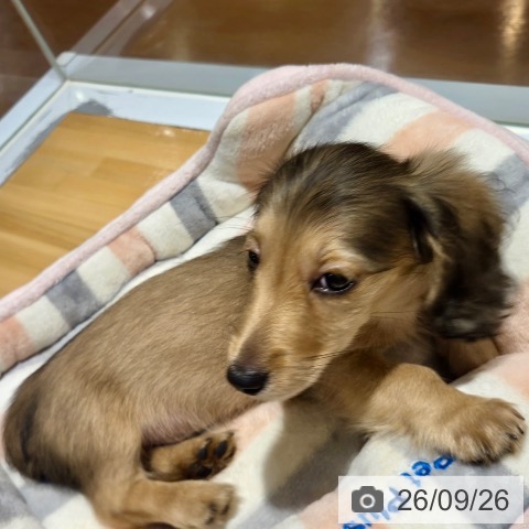 ミニチュア・ダックスフンドの写真