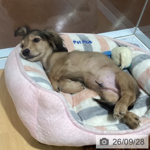 ミニチュア・ダックスフンドの写真
