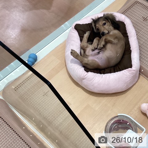 ミニチュア・ダックスフンドの写真