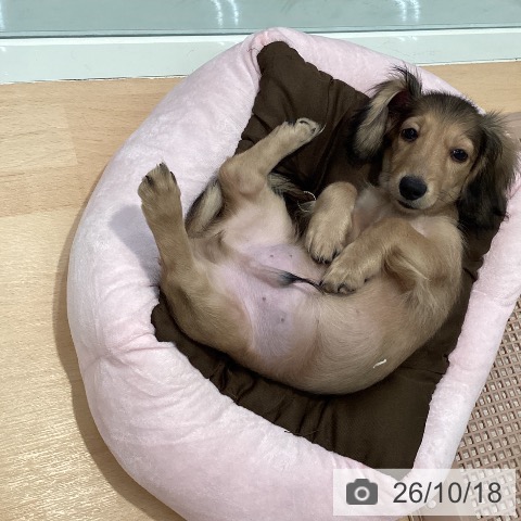 ミニチュア・ダックスフンドの写真