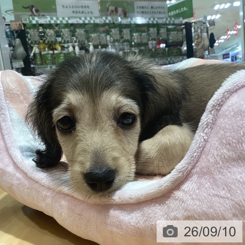 神奈川県のミニチュアダックスフンド(ロング) (ペットプラス ビアレ横浜店/2026年7月7日生まれ/男の子/シェーデットイエロー)の子犬の4枚目の画像