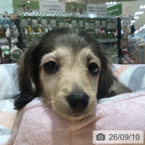 神奈川県のミニチュアダックスフンド(ロング) (ペットプラス ビアレ横浜店/2026年7月7日生まれ/男の子/シェーデットイエロー)の子犬の3枚目の画像