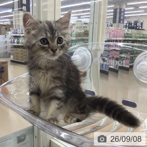 青森県のスコティッシュフォールド (ペットプラス 青森浜田店/2026年6月25日生まれ/男の子/シルバータビー)の子猫の4枚目の画像