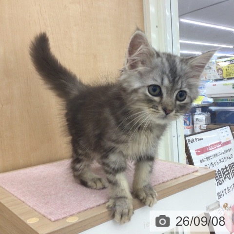 青森県のスコティッシュフォールド (ペットプラス 青森浜田店/2026年6月25日生まれ/男の子/シルバータビー)の子猫の3枚目の画像