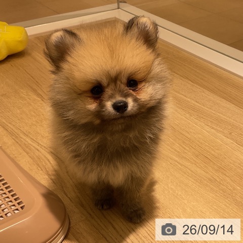 神奈川県のポメラニアン (ペットプラス モザイクモール港北店/2026年7月9日生まれ/男の子/クリームセーブル)の子犬の4枚目の画像