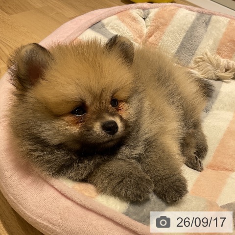 神奈川県のポメラニアン (ペットプラス モザイクモール港北店/2026年7月9日生まれ/男の子/クリームセーブル)の子犬の3枚目の画像