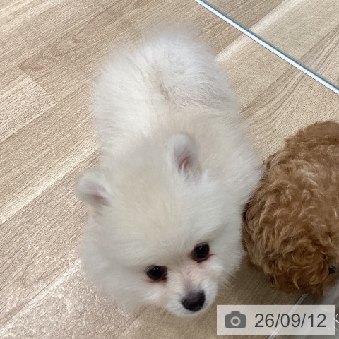 宮城県のポメラニアン (ペットプラス 名取店/2026年7月9日生まれ/女の子/クリーム)の子犬の3枚目の画像
