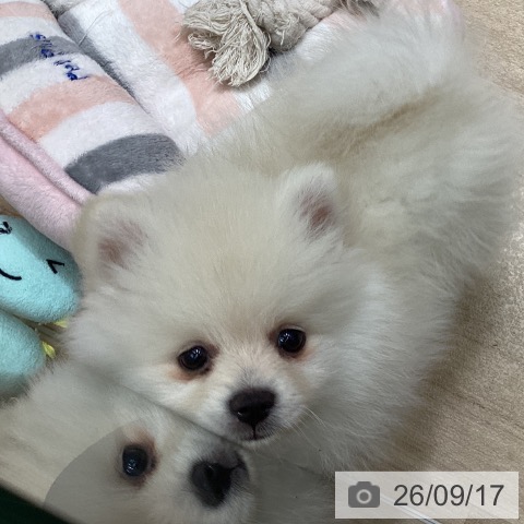 宮城県のポメラニアン (ペットプラス 名取店/2026年7月9日生まれ/女の子/クリーム)の子犬の4枚目の画像