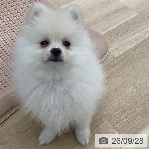 宮城県のポメラニアン (ペットプラス 名取店/2026年7月9日生まれ/女の子/クリーム)の子犬の3枚目の画像