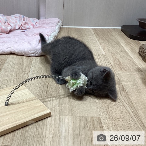 ブリティッシュショートヘアの写真