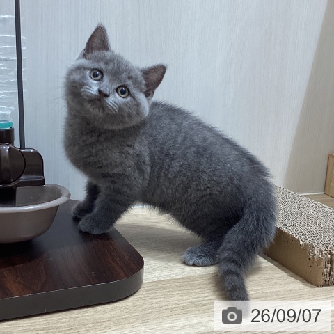 ブリティッシュショートヘアの写真
