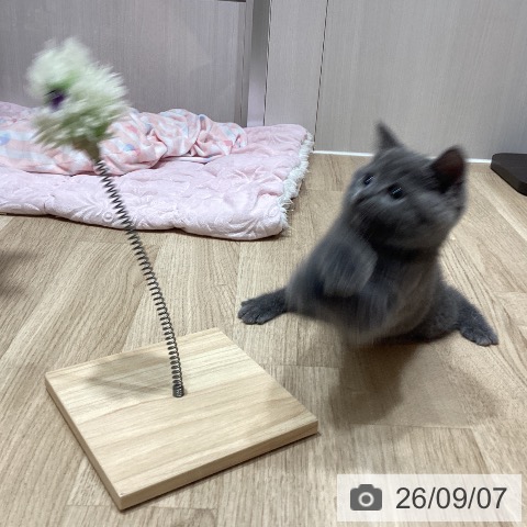 ブリティッシュショートヘアの写真