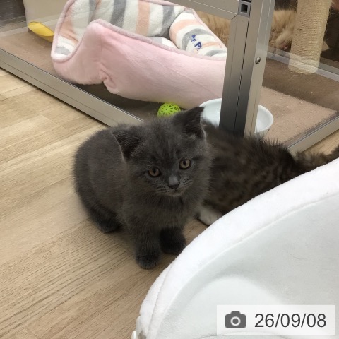 ブリティッシュショートヘアの写真