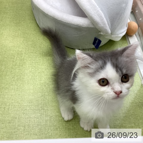 千葉県のミヌエット (ペットプラス 成田店/2026年6月27日生まれ/男の子/ブルーホワイト)の子猫の4枚目の画像