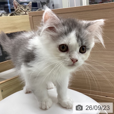 千葉県のミヌエット (ペットプラス 成田店/2026年6月27日生まれ/男の子/ブルーホワイト)の子猫の3枚目の画像