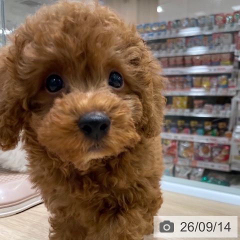 長野県のトイプードル(トイ) (ペットプラス 須坂店/2026年7月3日生まれ/男の子/レッド)の子犬の4枚目の画像