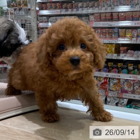長野県のトイプードル(トイ) (ペットプラス 須坂店/2026年7月3日生まれ/男の子/レッド)の子犬の3枚目の画像