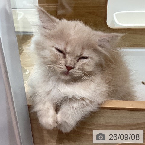 ミヌエットの写真