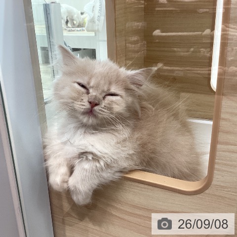 ミヌエットの写真
