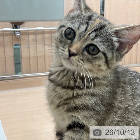 埼玉県のスコティッシュフォールド (ペッツワン 新座店/2026年7月8日生まれ/女の子/ブラウンパッチドタビー)の子猫の4枚目の画像