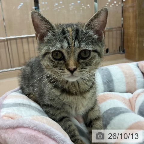 埼玉県のスコティッシュフォールド (ペッツワン 新座店/2026年7月8日生まれ/女の子/ブラウンパッチドタビー)の子猫の3枚目の画像