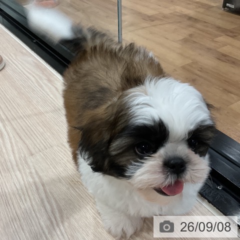 埼玉県のシーズー (ペッツワン 新座店/2026年7月4日生まれ/男の子/ホワイトゴールド)の子犬の4枚目の画像