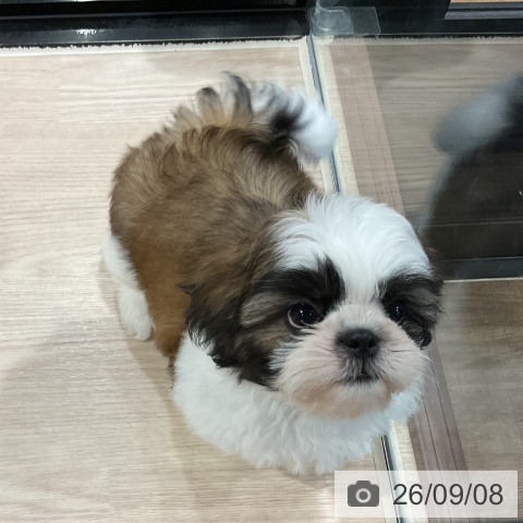 埼玉県のシーズー (ペッツワン 新座店/2026年7月4日生まれ/男の子/ホワイトゴールド)の子犬の3枚目の画像