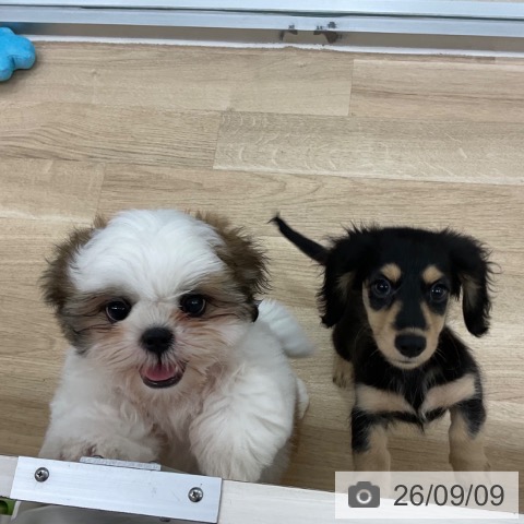 シー・ズーの写真